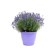Kwiaty doniczkowe - Lawenda XXL - miniaturka - grafika 1