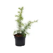 Sadzonki drzew krzewów - Cedr himalajski - miniaturka - grafika 1