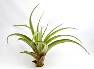 Kwiaty doniczkowe - Tillandsia CAPITATA R~7-9 cm - miniaturka - grafika 1