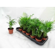 Kwiaty doniczkowe - PALMA- CHAMAEDOREA - miniaturka - grafika 1