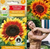 Nasiona i cebule - Toraf KWIATY Słonecznik ozdobny mix nasiona 2g 00475 - miniaturka - grafika 1