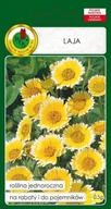 Nasiona i cebule - LAJA ŻÓŁTO-BIAŁA 0,5g - miniaturka - grafika 1