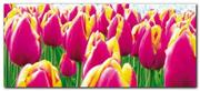 Plakaty - Tulips plakat obraz 50x23cm - miniaturka - grafika 1