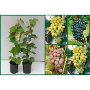 Winorośl bezpestkowa mix