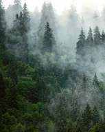 Puzzle - PUZZLE LAS MGŁA ZIELEŃ + IMIĘ Pudełko 120 el. - miniaturka - grafika 1