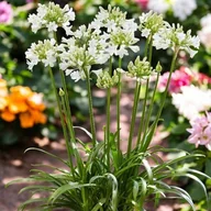 Nasiona i cebule - Agapanthus Agapant Polar Ice 1 szt. doniczka P9 - miniaturka - grafika 1