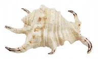 Dekoracje do akwarium - AQUA NATURA Dekoracja akwarystyczna muszla duża - miniaturka - grafika 1