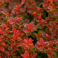 Kwiaty doniczkowe - Berberys Thunberga 'Ruby Star' (Berberis thunbergii) Doniczka 2.0L - miniaturka - grafika 1