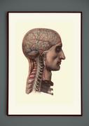 Plakaty - Przekrój przez mózg człowieka anatomia plakat 21x30 (A4) / DodoPrint - miniaturka - grafika 1