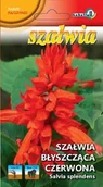Nasiona i cebule - Szałwia błyszcząca czerwona 0,3g / L / - miniaturka - grafika 1
