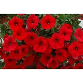 Kwiaty doniczkowe - Petunia Surfinia® czerwona - miniaturka - grafika 1