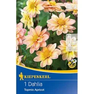 Nasiona i cebule - Dalia baby Topmix Apricot - miniaturka - grafika 1
