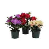 Kwiaty doniczkowe - Różanecznik,wys.30-40 cm, don.3 l - miniaturka - grafika 1