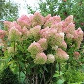 Kwiaty doniczkowe - Hortensja bukietowa 'Grandiflora' (Hydrangea paniculata) Doniczka 2.0L - miniaturka - grafika 1