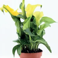 Nasiona i cebule - Zantedeschia Kalla Kalia Captain Solo 1 szt. cebule cebulki - miniaturka - grafika 1