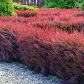 Kwiaty doniczkowe - Berberys Thunberga Atropurpurea 1 szt. doniczka C2 - miniaturka - grafika 1