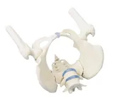 Akcesoria medyczne - Model miednicy kobiety z kośćmi udowymi Erler Zimmer - miniaturka - grafika 1