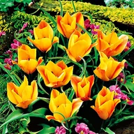 Nasiona i cebule - Tulipan Botaniczny Bronze Charm 5 szt Tulipany cebulki tulipanów - miniaturka - grafika 1