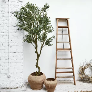 Dekoracyjna roślina doniczkowa Dambly - Sztuczne kwiaty - miniaturka - grafika 1