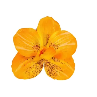 Storczyk Sat. Pomarań. Mięta Główka Wyrobowa 1 Szt - Sztuczne kwiaty - miniaturka - grafika 1