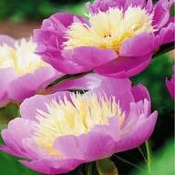 Nasiona i cebule - Piwonia Bowl Of Beauty 1 szt sadzonki sadzonka - miniaturka - grafika 1