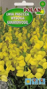Lwia paszcza wysoka żółta Kanarienvogel 0.5 g POLAN - Nasiona i cebule - miniaturka - grafika 1