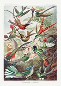 Plakaty - Plakat Kolibry Trochilidae–Kolibris - Ernst Haeckel - miniaturka - grafika 1