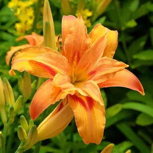 Liliowiec rdzawy 'Kwanso' Pomarańczowy Doniczka 2.5L (Hemerocallis fulva) - Nasiona i cebule - miniaturka - grafika 1