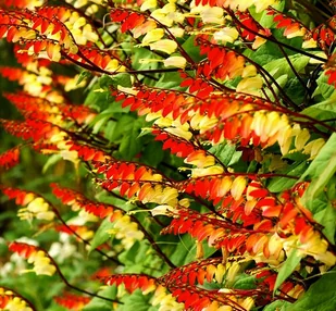 MINA (MINA LOBATA) PŁONĄCE KWIATY 17 NASION - Nasiona i cebule - miniaturka - grafika 1