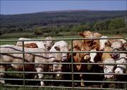 Plakaty - Curious cattle., Carol Highsmith - plakat 40x30 cm - miniaturka - grafika 1