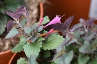Nasiona i cebule - Kłosowiec Morello - Agastache - miniaturka - grafika 1