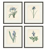 Obrazy i zdjęcia - Rysunek kwiaty grafika motywy kwiatowe irys stara ilustracja - miniaturka - grafika 1