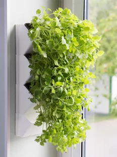 AQUAEL Zielnik ścienny Versa Garden Herbs - Akwaria i zestawy akwarystyczne - miniaturka - grafika 1