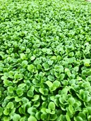 Nasiona i cebule - Toraf Rukiew wodna 100g Nas000415 - miniaturka - grafika 1