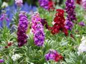 Nasiona i cebule - LEWKONIA MIESZANKA kolorów pachnące kwiaty NASIONA rośliny ozdobne p. DE80016720167145; PL330/12/210/4617/L15/A - miniaturka - grafika 1