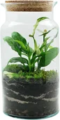 Dekoracje domu - Las w słoiku zamkniętym mix roślin zielonych - miniaturka - grafika 1