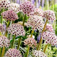 Nasiona i cebule - Allium Czosnek polski Silver Spring 1 szt. 14/16 cebule cebulki - miniaturka - grafika 1