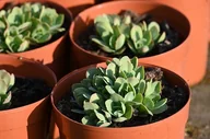 Nasiona i cebule - Rozchodnik okazały Meteor - Sedum spectabile - miniaturka - grafika 1