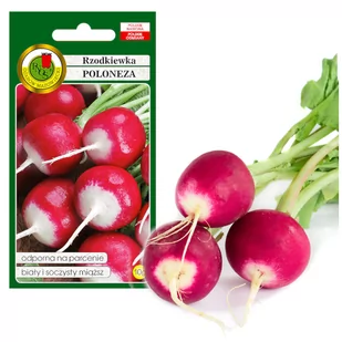 RZODKIEWKA POLONEZA SOCZYSTA 10g NASIONA BEZ GMO - Nasiona i cebule - miniaturka - grafika 1
