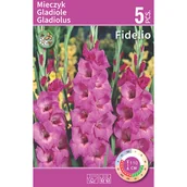 Nasiona i cebule - Mieczyk Fidelio niebieski 5szt. cebulki kwiatów - miniaturka - grafika 1