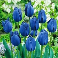 Nasiona i cebule - Tulipan Niebieski 10 szt cebulki tulipanów Tulipany - miniaturka - grafika 1