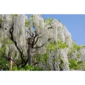 Kwiaty doniczkowe - Pnącza i krzewy świata (wisterie) - miniaturka - grafika 1