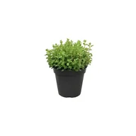 Kwiaty doniczkowe - Oregano - miniaturka - grafika 1