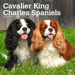 Cavalier King Charles Spaniels 2024 Square - Pozostałe książki - miniaturka - grafika 1