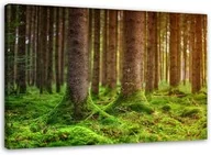 Obrazy i zdjęcia na płótnie - Obraz na płótnie, Las drzewa mech natura 100x70 - miniaturka - grafika 1