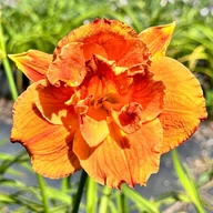 Nasiona i cebule - Liliowiec Pomarańczowy 'Mary Brown' W DONICZCE 2L (Hemerocallis) P13 - miniaturka - grafika 1
