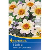 Nasiona i cebule - Dalia ciemnolistna Happy Days Creamwhite - miniaturka - grafika 1
