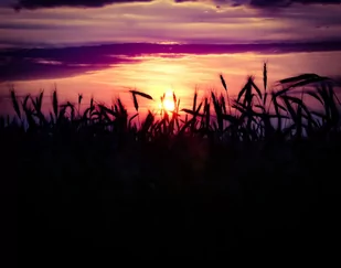 Galeria Plakatu, Plakat, Zachód Słońca 5, 50x40 cm - Plakaty Galeria Plakatu, Plakat, Zachód Słońca 5, 50x40 cm - Plakaty - miniaturka - grafika 1