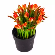 Sztuczne kwiaty - Tulipan Sztuczne Kwiaty W Doniczce Różne Kolory - miniaturka - grafika 1
