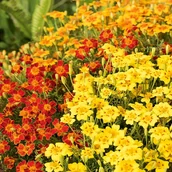 Nasiona i cebule - Aksamitka wąskolistna Starfire mieszanka nasiona - miniaturka - grafika 1